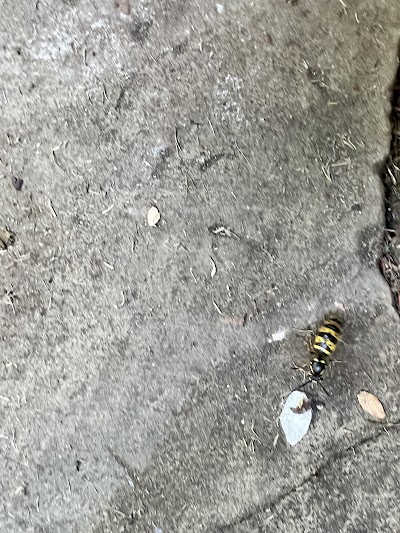 Advance Pest Control Sussex