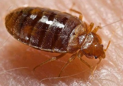 Border Pest Control (Cumbria)