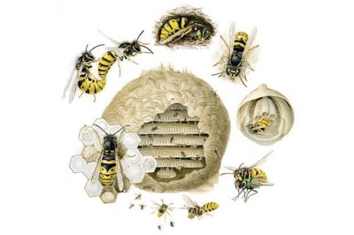 BuzzBees Pest Control