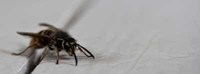 D Cornish Pest Control