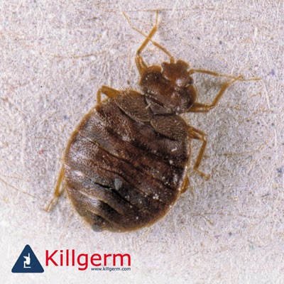 Eliminate Pest Control (Wellingborough) Ltd