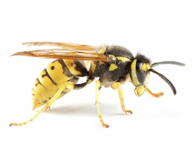 Enviroguard Pest Control (Cumbria) Ltd