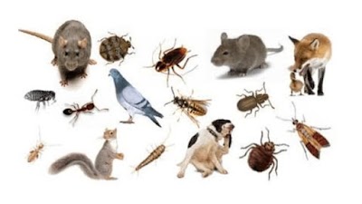 FES Pest Control