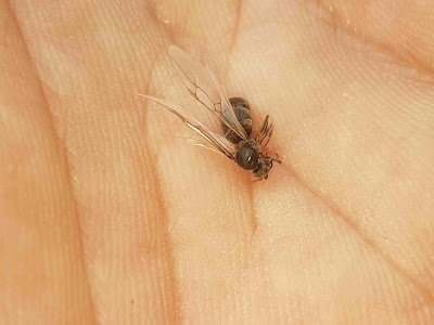 Help Me Pest Control Ltd
