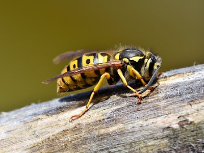 Knight Pest Control & CCTV drain inspections