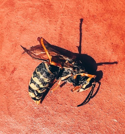 MSB Pest Control