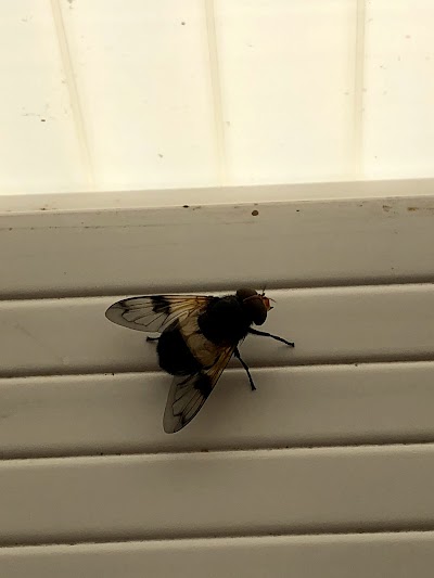 Mr. Waspman Pest & Vermin Control