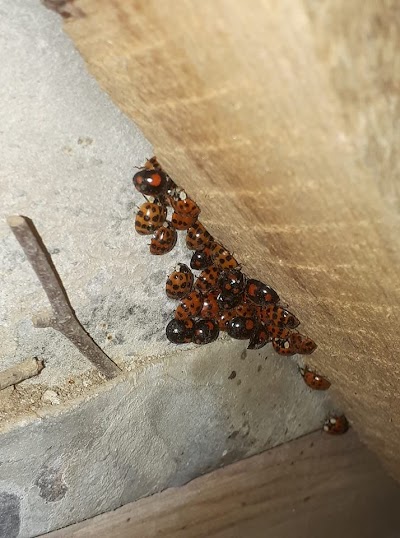 North Cornwall Pest Solutions