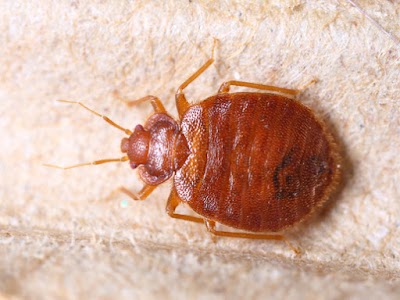 Pest Professionals – Kettering and Corby