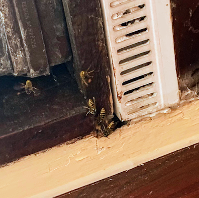Pestforce Pest Control Colchester