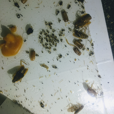 Pestway