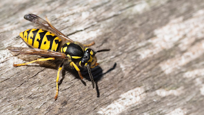 Pestwise Pest Control