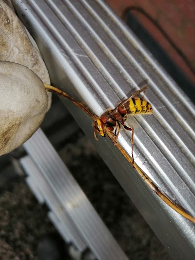THE EXTERMINATOR PEST CONTROL