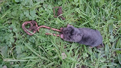 Terminate Pest Control