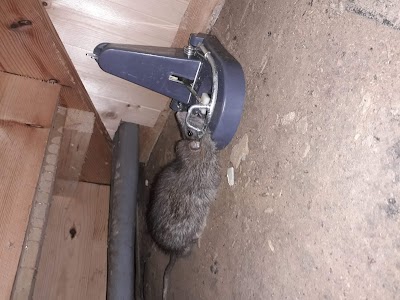 Wellingborough pest control