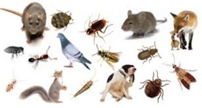 cumbria pest control
